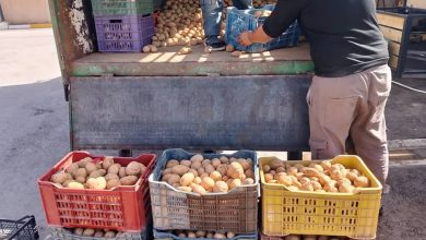 صورة المسيلة.. الشروع في تسويق ألفي قنطار من مخزون البطاطس لضبط الأسعار
