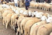صورة الطارف.. استلام سوق للمواشي ببلدية الشافية قبل نهاية السنة