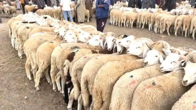 صورة الطارف.. استلام سوق للمواشي ببلدية الشافية قبل نهاية السنة