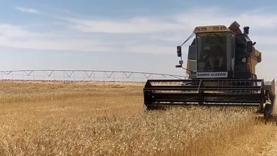 صورة المنيعة: تخصيص أزيد من 26 ألف قنطار لزراعة الحبوب