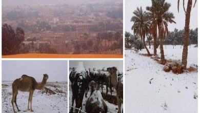 صورة النعامة: مناطق بجنوب الولاية تكتسي غطاء ثلجيا