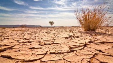 صورة النعامة.. إطلاق عملية لمكافحة التصحر على مساحة تفوق 230 هكتار