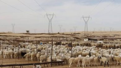 صورة الوادي : ربط أكثر من 600 مستثمرة فلاحية بالكهرباء منذ بداية يناير