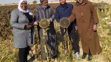 صورة الوادي.. تجارب ناجحة لزراعة دوار الشمس بعدد من المستثمرات الفلاحية