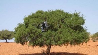 صورة البليدة..إطلاق تجربة نموذجية لغراسة أشجار الأرقان ببلدية الشفة