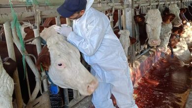 صورة تبسة.. تلقيح أزيد من 12 ألف رأس من البقر ضد الحمى القلاعية وداء الكلب