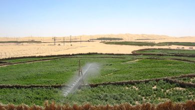 صورة المغير :  تخصيص أزيد من 48 ألف هكتار من الأراضي الفلاحية للاستثمار 