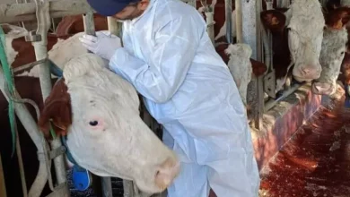 صورة الوقاية من الحمى القلاعية: تلقيح 400 ألف رأس من الأبقار والأغنام قبل نهاية يناير الجاري