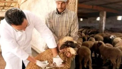 صورة تطعيم أزيد من 244 ألف رأس من الغنم والماعز ضد طاعون المجترات الصغيرة بأم البواقي