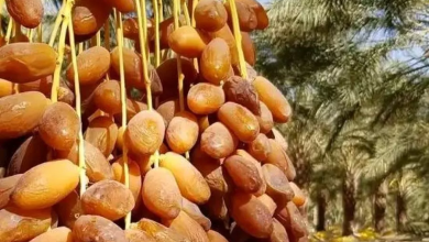 صورة المنيعة.. توقع إنتاج أزيد من 185 ألف قنطار من التمور