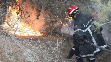 صورة الحماية المدنية تسيطر على معظم حرائق الغابات في عشر ولايات والسلطات تواكب العائلات المتضررة