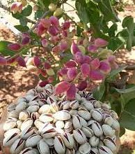 صورة سيدي بلعباس.. التأكيد على أهمية تطوير زراعة الفستق في الجزائر لرفع قدرات الإنتاج