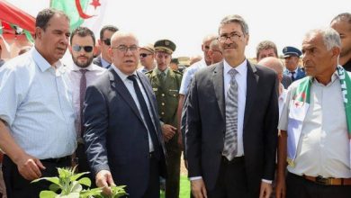 صورة الإنتاج الوطني المرتقب من القمح الصلب سيضمن الاكتفاء الذاتي لسنة 2026