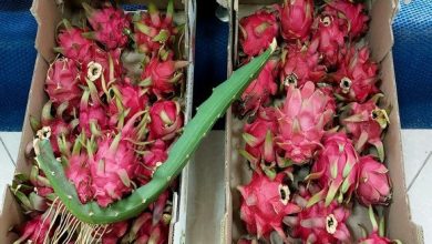 صورة الشلف:  ضرورة ترقية زراعة فاكهة التنين لتنويع المنتجات والصادرات