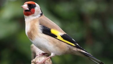 صورة قسنطينة تهيمن على نتائج مسابقة “الريشة البرية” الوطنية لاختيار أحسن طائر حسون