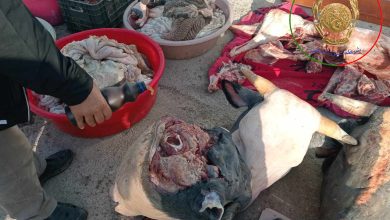 صورة عين الدفلى..ضبط ما يقارب 5 قناطير من اللحوم الحمراء فاسدة