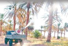 صورة غرداية.. نحو معالجة 270 ألف نخلة مثمرة