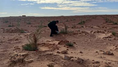 صورة أولاد جلال: غرس 14 ألف شجيرة غابية منذ أكتوبر الماضي