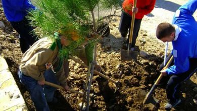 صورة عين تموشنت : غرس أزيد من 28 ألف شجيرة منذ أواخر أكتوبر