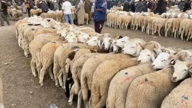 صورة غليزان.. غلق مؤقت لأسواق المواشي بسبب داء التهاب الجلد العقدي المعدي