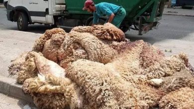 صورة غليزان..جمع أزيد من 19 ألف وحدة من جلود الأضاحي