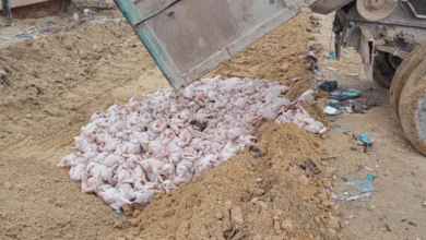 صورة غليزان: حجز تسع قناطير من اللحوم البيضاء الفاسدة