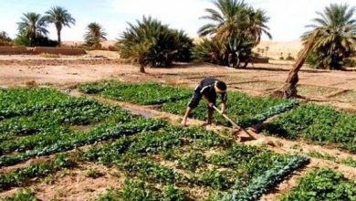 صورة قسنطينة..الشعب الفلاحية الاستراتيجية موضوع لقاء جهوي