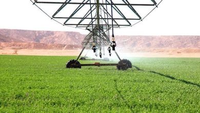 صورة معسكر : ربط أزيد من ألف مستثمرة فلاحية بشبكة الكهرباء
