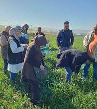 صورة وهران..تعزيز المتابعة الميدانية للمحاصيل الكبرى والبقوليات