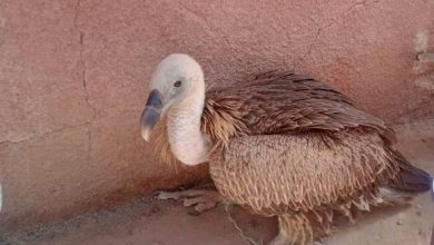 Photo de Adrar…Récupération d’un aigle d’une espèce rare proposé à la vente