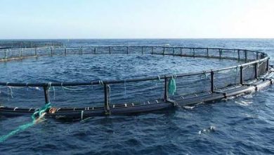 Photo de Aquaculture : Un créneau à investir