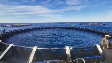 Photo de Pêche et aquaculture  Objectif : 135.000 tonnes de production en 2024