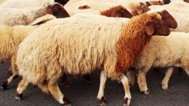 Photo de Naâma : Retour de l’élevage de la race ovine Deghma